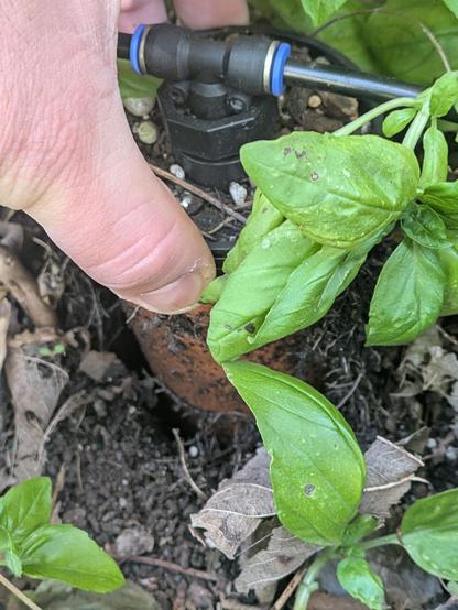 A close up of a terracotta cup that is usually embedded in the soil slowly leaking water out.

It is being pulled out for display but partly hidden by basil leaves