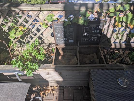 An open compost bin, it is embedded in the planter box and has a large mint plant to one side. On the other side of the mint plant is a grapevine that is creeping along the fence in the background.

On the other side of the compost bin is a mostly empty patch of soil with a terracotta hand poking out of it and you can see the edge of a strawberry bush in the picture.