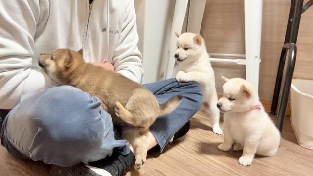 【柴犬 子犬】無限の体力過ぎる子犬たちの相手をするとこうなります