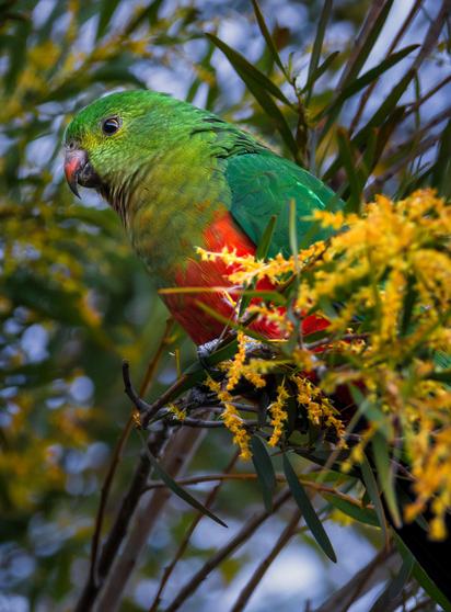 King parrot in wattle.