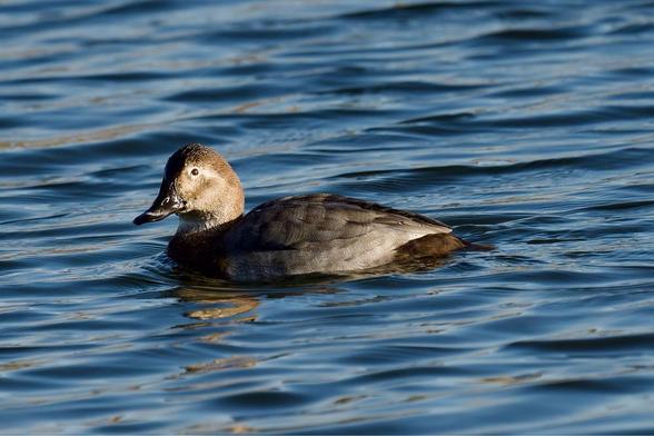 A beautiful photo of a female Canvasback duck swimming on rippling blue water in bright sunlight. Its head is warm brown, contrasting with its darker gray-brown body. Please visit http://www.lukehaigh.co.uk. #Birds #lukehaigh #birdphotography #photography