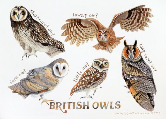 Painting of British owls