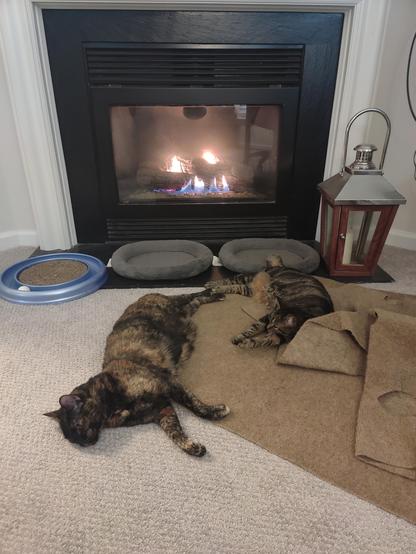 Picture of 2 cats in front of a fireplace