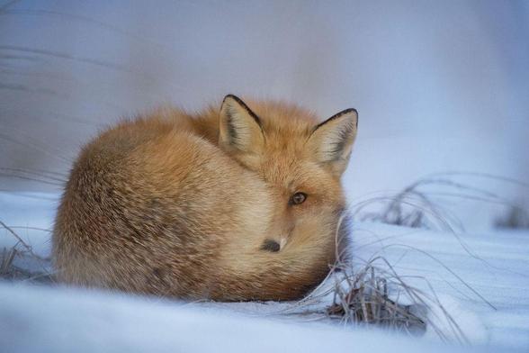 A red fox curled up on snowy ground, its fluffy tail wrapped around its body for warmth. The fox’s amber eye peers out, and its reddish-brown fur contrasts softly against the cool blue tones of the snow and dry grass around it.