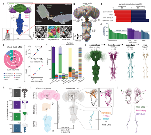 Figure 1 – A densely annotated and cross-matched male CNS connectome.