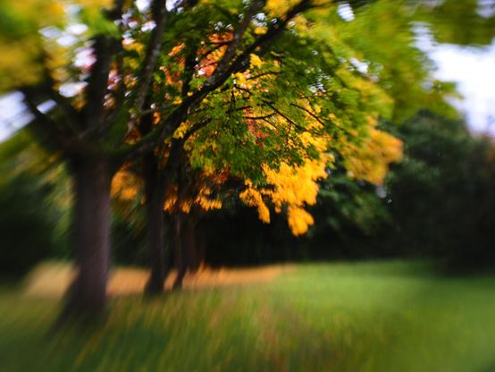 A blurred image of trees with vibrant yellow and green leaves in a grassy area, suggesting a scene in early autumn.