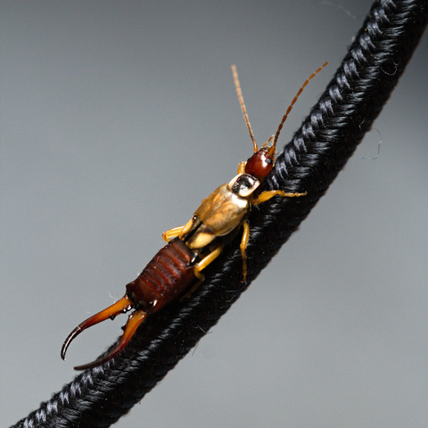Photo d’un forficula auricularia sur un cable tressé noir, le fond est d’un gris uni.