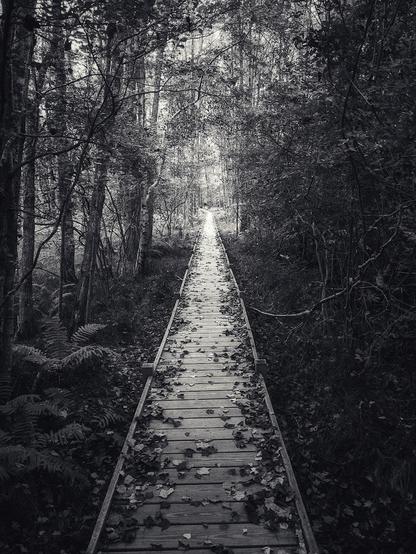 one of the gem's of Acadia, the Jesup Path, a narrow, wooden boardwalk, here littered with fallen leaves, stretches to 'infinity' through the marshy forest in the lee of Mount Dorr
