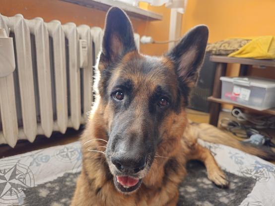 A photo of a German Shepherd Dog staring at the camera, smiling, and lying down on a dog bed with a black blanket with white dog paw pattern