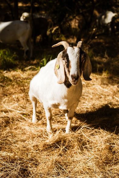 Image of a goat with eyes closed and squatting a little like she’s probably peeing during daytime and then her friends are in the back. She is standing on dry grass. Nice sunlight.