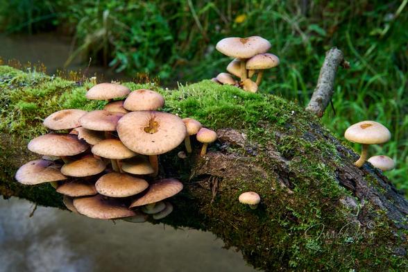Close-up of a fragment of a broken willow trunk covered with moss above a small forest stream. The mossy trunk connects the lower right corner of the photo with its central left side. A group of orange-rust colored mushrooms is growing on the left side of the trunk. It is probably a representative of the genus Hypholoma (H. fasciculare or H. lateritium). To the right of these mushrooms, there are a few more growing individually. Under the willow tree with mushrooms you can see the water of a stream. In the background, a blurred shore covered with grass.