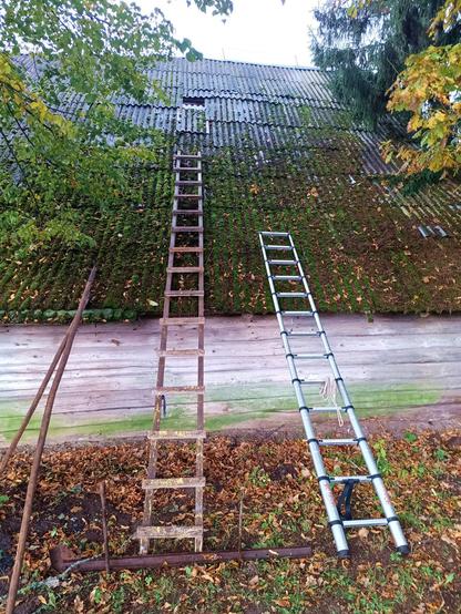 Outside of the barn, with two ladders leaning against the 45° angled roof. One long wooden ladder is secured with some scrapmetal and two pole hammered into the ground. The shorter aluminium telescoping ladder has a rope hung from it. Two long sticks are leaning against the roof as well. The roof is covered with green moss and leaves. Both ladders are too short to reach the slid down tile above the wooden ladder.