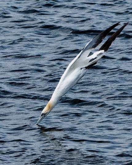 A gannet is diving for prey
The tip of the beak is immersed in water