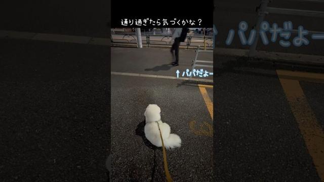 パパのお迎え、気づくかな？😏【ビションフリーゼ】【コパン】
