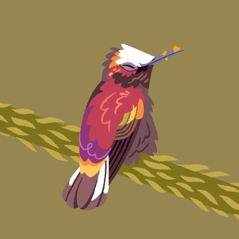 A painting of a snowcap, a type of humming bird, settled on to a fuzzy, horizontal plant limb. Its beak has some pollen stuck to it, and its eye is closed in satisfaction.