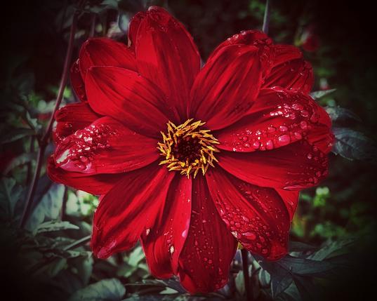A close-up, high-contrast photograph of a dark red dahlia flower, heavily saturated and framed with a subtle vignette. The vibrant red petals are covered in small, clear raindrops, which catch the light. The flower's central yellow and orange stamens are clearly visible. The background is a dark, shadowy blur of green and black foliage, helping the bright red bloom take centre stage.
