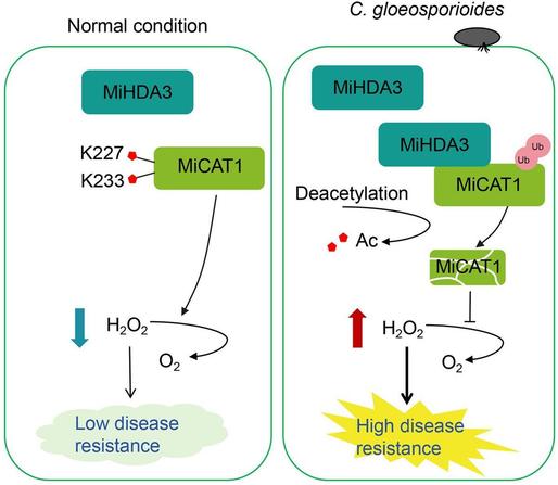 Diagram illustrating that in mango, the histone deacetylase MiHDA3 interacts with and deacetylates the catalase MiCAT1 at lysine residues K227 and K233; this deacetylation reduces MiCAT1 stability and enzymatic activity, resulting in increased H2O2 accumulation and enhanced resistance to anthracnose caused by Colletotrichum gloeosporioides in mango fruit.
