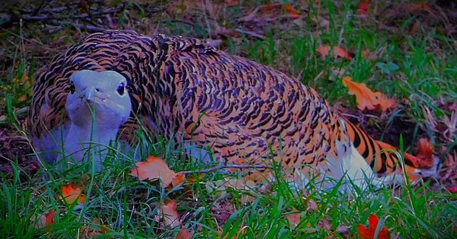 A great bustard at rest in Watatunga Wildlife Reserve. This gigantic bird has body feathering of black and gold, and the long neck and small white head give it a somewhat tortoise like appearance. It is resting on grass with some fallen leaves around it.