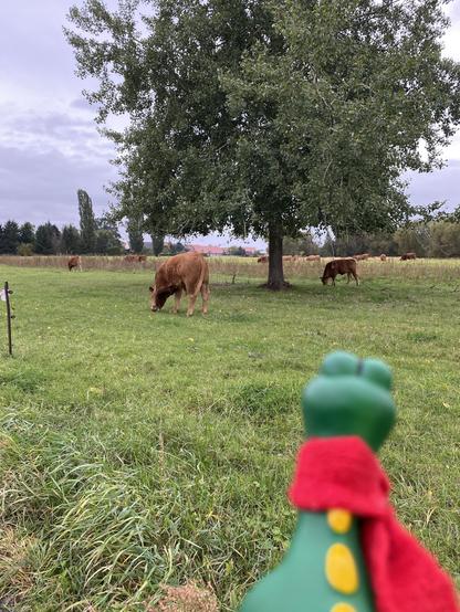 Dino schaut auf kühe