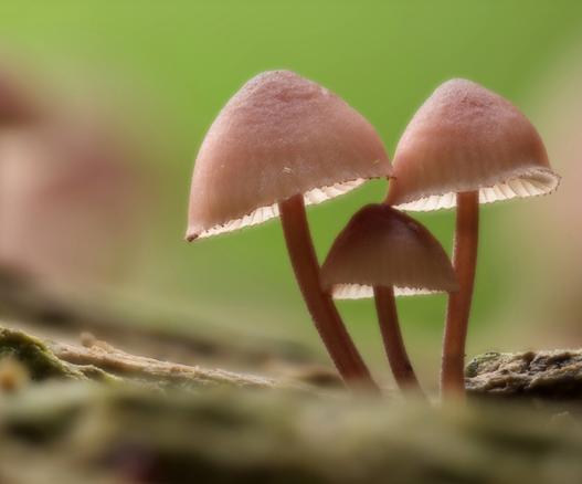 Grote bloedsteelmycena - Mycena haematopus