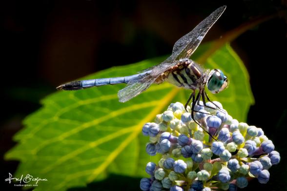 Dragon Fly sits on top of flower buds not yet blooming.