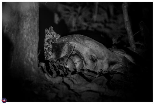 a leopard sitting behind the thick tree trunk and taking a bite of a large buffalo. 
you are seeing the stomach of the buffalo