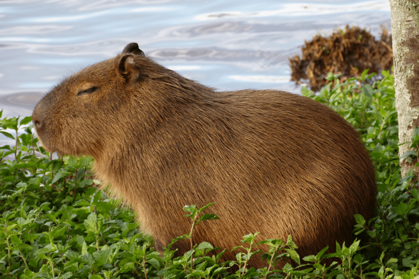 exotic pets legal in new york