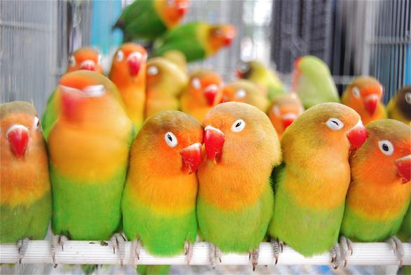 Lovebirds