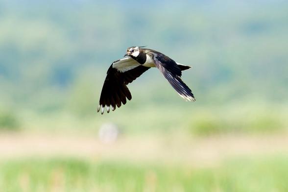 A beautiful photo captures a Lapwing in flight against a blurred green background. The bird displays its striking black and white plumage and crest. Please visit http://www.lukehaigh.co.uk. #Birds #lukehaigh #birdphotography #photography