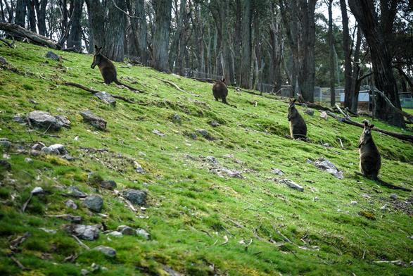 The image shows a grassy hillside populated by several wallabies. The hill is covered in bright green grass with scattered rocks and small patches of dry vegetation. Four kangaroos are visible on the slope, each positioned at different points and facing various directions. A dense row of tall, slender trees lines the top edge of the hill, creating a dark backdrop. The scene is captured in daylight, with the overall lighting being somewhat muted, and a fence is partially visible in the distance on the right side of the image.

Provided by @altbot, generated privately and locally using Gemma3:27b