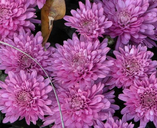 The image is a close-up, tightly framed shot of several pinkish-purple chrysanthemums. The flowers are in full bloom, with layers of delicate petals radiating outwards from the central disks. The color of the petals ranges from a light lavender to a deeper magenta, creating a sense of depth and texture. Tiny water droplets are visible on the petals, giving them a fresh, dewy appearance. Hints of green foliage and stems are visible in the background, creating a contrast with the vibrant purple of the flowers. A single, dried brown leaf is partially visible among the blooms, adding a natural element to the composition. A single, thin, dried twig is seen cutting across the bottom left portion of some flowers. The dark background emphasizes the brightness of the flowers. The overall composition is intricate and visually appealing.