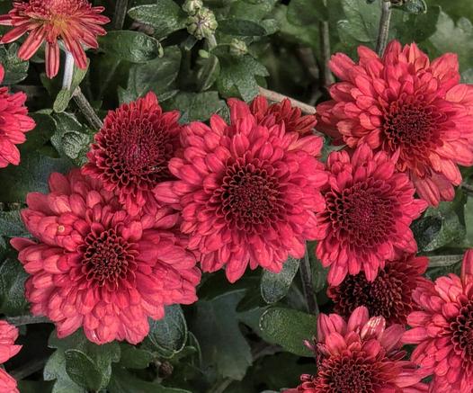 The image shows a close-up of several chrysanthemum flowers in varying shades of crimson and maroon, densely packed together. The flowers feature tightly layered petals radiating out from a dark central disk. The background is filled with lush, dark green leaves that provide contrast to the flowers' intense color. Some unopened flower buds are also visible among the leaves. The overall arrangement creates a visually rich, textured floral display.