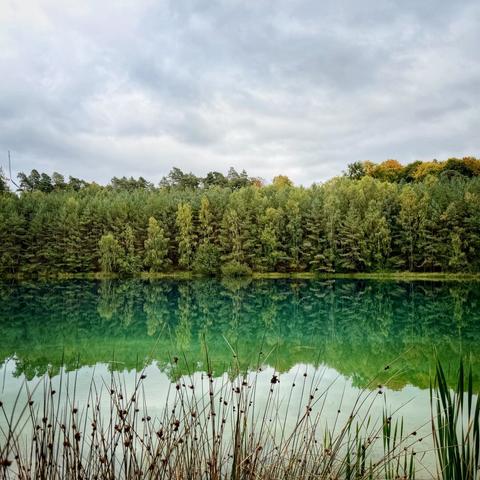 Forest lake