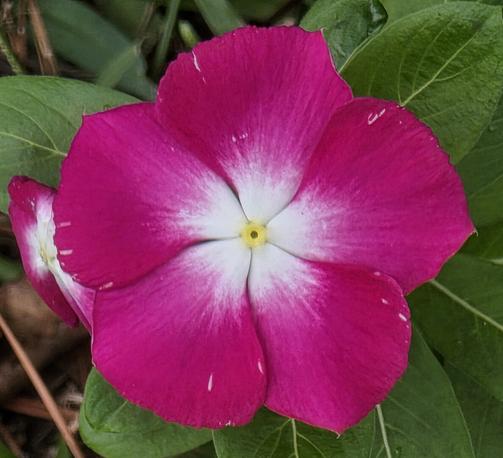 The image shows a close-up of a vibrant magenta periwinkle flower. The flower has five petals, each a rich magenta color that blends into white towards the center. The center of the flower is a bright yellow and has the shape of a star. The flower is surrounded by dark green leaves that creates a natural frame. Another flower is visible on the edge of the frame. Some dirt/grass is visible around the image. The image is well-lit and sharply focused, highlighting the textures and colors of the flower and foliage.