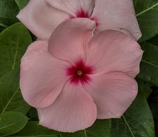 The image is a close-up shot of a pink periwinkle flower with a striking red center. The flower is in focus, showcasing its five soft, rounded petals. Light creates subtle shading on the petals, adding depth. The background features lush green leaves with visible veins, providing a natural backdrop. Another flower, slightly out of focus, is visible behind the main flower. The composition focuses on the flower's delicate texture and color contrast.