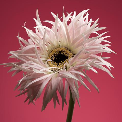 Photograph of a pink fluffy gerbera flower,