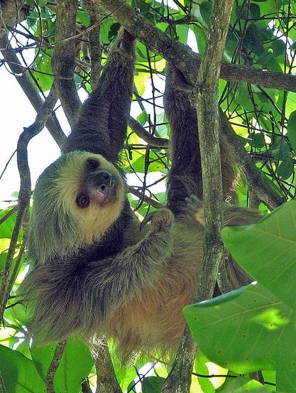 Toe-toes sloth hanging in a tree