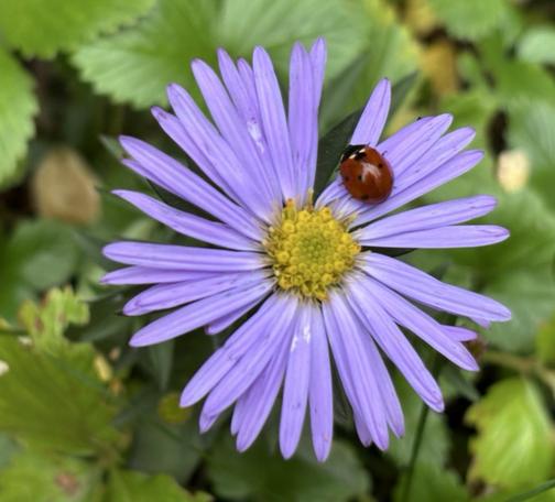 Auf einer Blüte von Kissenaster sitzt ein Siebenpunkt-Marienkäfer, Coccinella septempunctata.