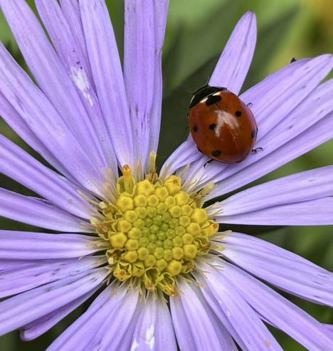 Auf einer Blüte von Kissenaster sitzt ein Siebenpunkt-Marienkäfer, Coccinella septempunctata.