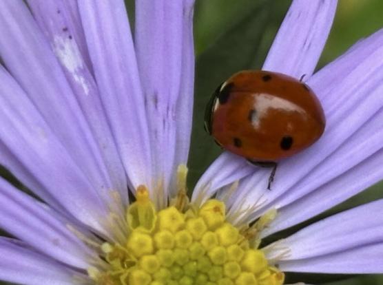 Auf einer Blüte von Kissenaster sitzt ein Siebenpunkt-Marienkäfer, Coccinella septempunctata.