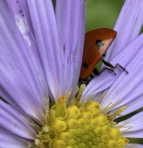 Auf einer Blüte von Kissenaster sitzt ein Siebenpunkt-Marienkäfer, Coccinella septempunctata.