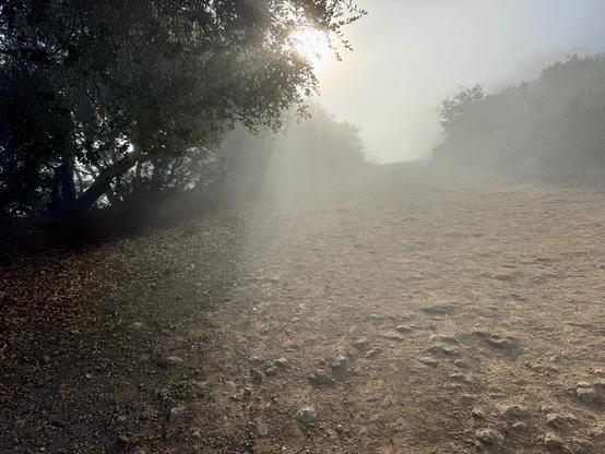 The morning sun is shining through dissipating fog and trees casting a pale yellow glow on the trail and light rays through the trees. Shadows from the rocks on the trails are prominent, giving a bumpy texture. The trail eventually fades into the fog up the steep hill. Cerro San Luis access road trail in San Luis Obispo, California.