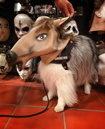 A dog sits in front of a wall of Halloween masks while wearing a large horse mask.