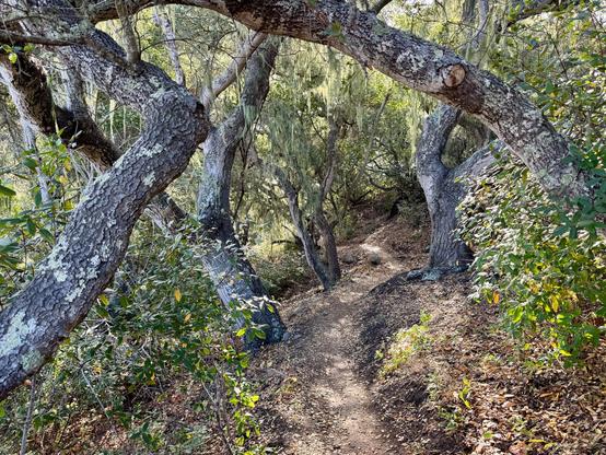 A hiking trails meanders along the side of a hill with twisted oak trees and lace lichen hanging from the branches. Mariposa trail in the Irish Hills of San Luis Obispo, California