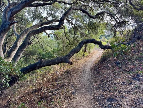 A trail wraps along the side of a hill while long oak tree branches reach out and form an arch over the trail. There are lighter green trees in the background and hazy sun. The ground is covered with fallen oak leaves. King Trail in the Irish Hills of San Luis Obispo, California