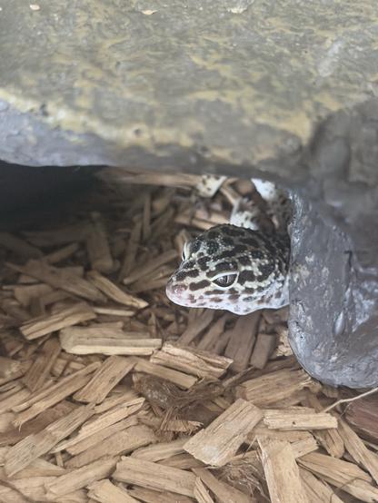 thistle the leopard gecko has just been interrupted from her nap by me perceiving her and she’s looking up at me about it