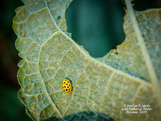 The 22-spot ladybird Psyllobora vigintiduopunctata under leaves on a dry meadow in urban park Rehberge Berlin, October 2025, © Stefan F. Wirth