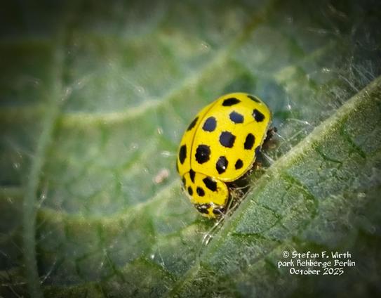 The 22-spot ladybird Psyllobora vigintiduopunctata under leaves on a dry meadow in urban park Rehberge Berlin, October 2025, © Stefan F. Wirth