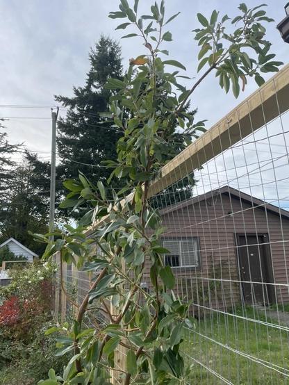 A young arbutus tree lens against the new fence reaching for the sky!