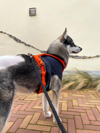 A Siberian Husky stands in front of a pale yellow wall, facing right. He’s wearing a harness over a rolled up surgery recovery shirt. His back is exposed, showing a large shaved patch with a smaller bandage.